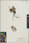 Foto von Salix herbacea L. x Salix reticulata L.